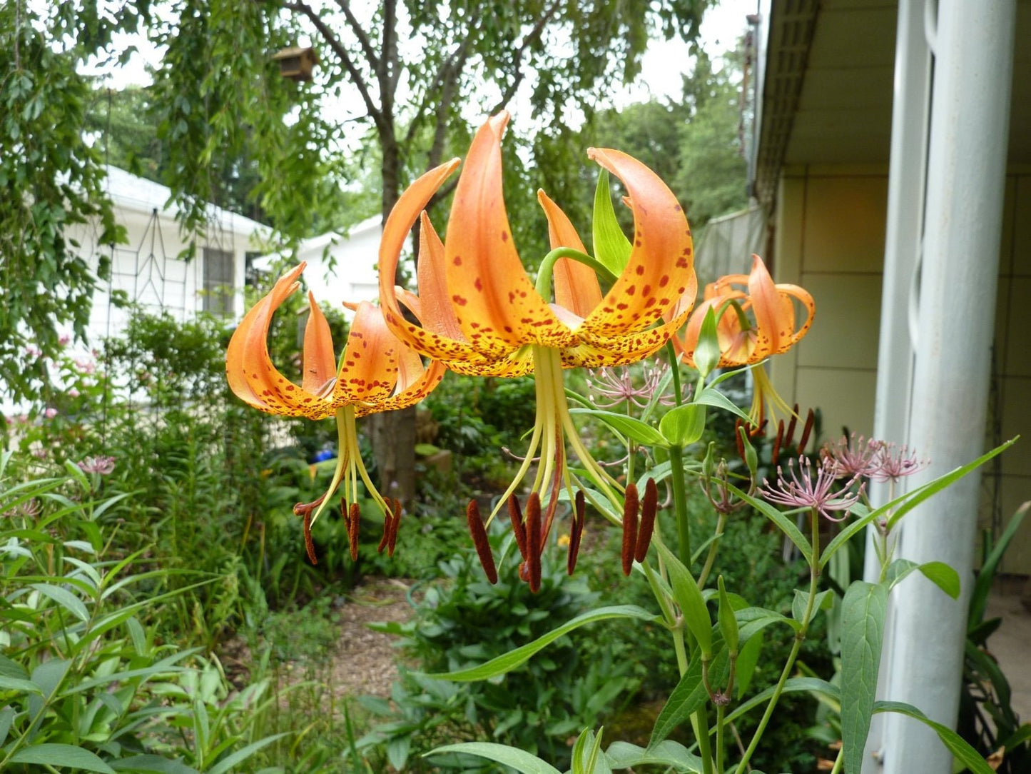 20 Orange TURKS CAP Tiger LILY Lilium Superbum Heirloom Native Perennial Flower Seeds