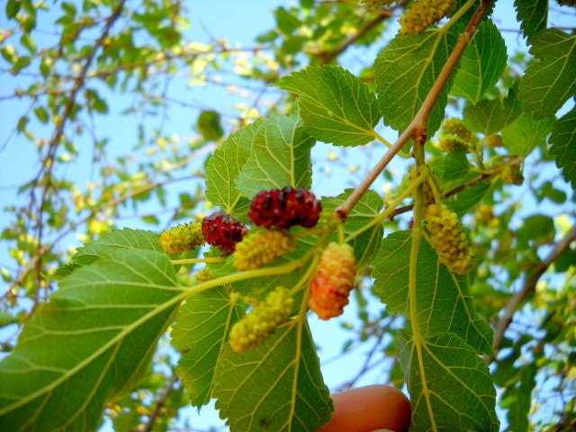 15 Red MULBERRY Morus Rubra Fruit Bush / Tree Seeds