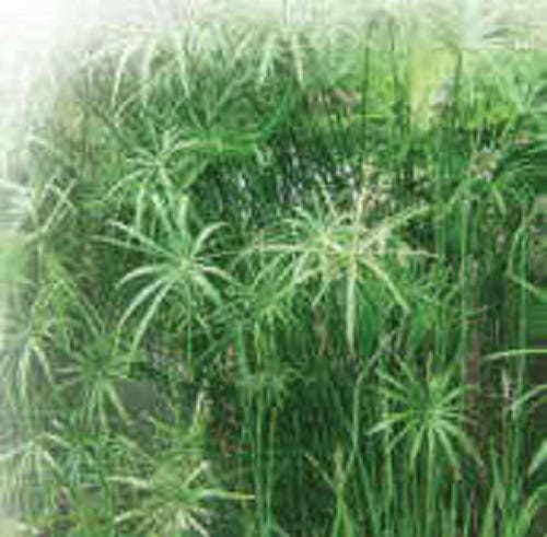 50 UMBRELLA PLANT CYPERUS Alternifolius Papyrus Grass Umbrella Palm Flower Seeds
