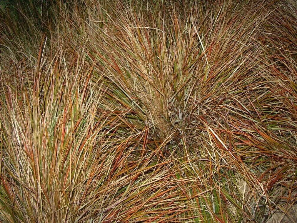 50 PHEASANT TAILS GRASS Feather Reed New Zealand Wind Stipa Arundinacea syn Anemanthele Lessoniana Ornamental Grass Seeds