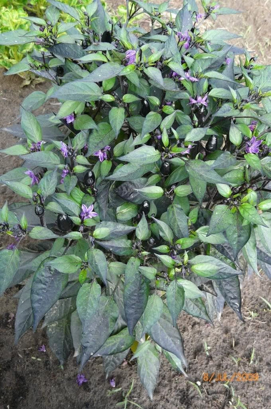 20 FILIUS BLUE PEPPER Capiscum Annuum Christmas Pepper Vegetable Seeds