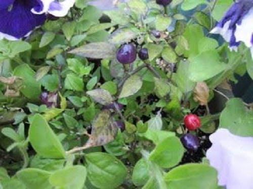 20 FILIUS BLUE PEPPER Capiscum Annuum Christmas Pepper Vegetable Seeds