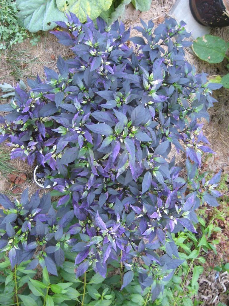 20 FILIUS BLUE PEPPER Capiscum Annuum Christmas Pepper Vegetable Seeds ...