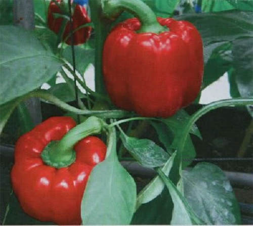 150 Yolo Wonder Sweet RED BELL PEPPER Capiscum Annuum Vegetable Seeds
