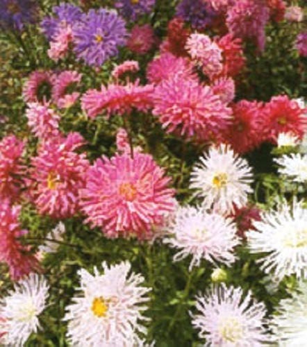 50 Mixed OSTRICH PLUME ASTER Feather Spider Callistephus Chinensis Flower Seeds