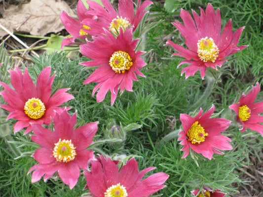 10 RED ANEMONE Pulsatilla Vulgaris PASQUE Flower Seeds