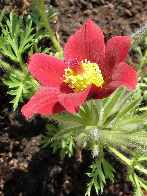 10 RED ANEMONE Pulsatilla Vulgaris PASQUE Flower Seeds