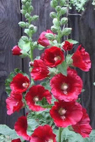 50 Mixed Colors HOLLYHOCK COUNTRY ROMANCE Mix Alcea Rosea Flower Seeds