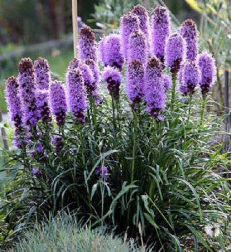 500 Purple BLAZING STAR Gayfeather LIATRIS Spicata Flower Seeds