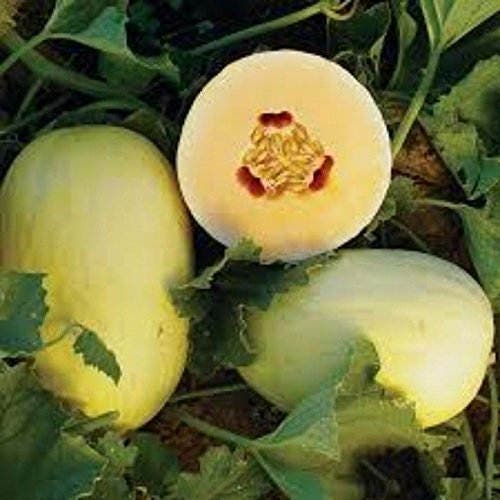 30 CRENSHAW MELON ( Muskmelon / Winter Melon / Cranshaw ) Cucumis Melo Fruit Seeds