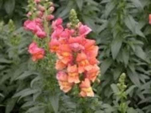 250 ORANGE WONDER SNAPDRAGON Antirrhinum Majus Flower Seeds