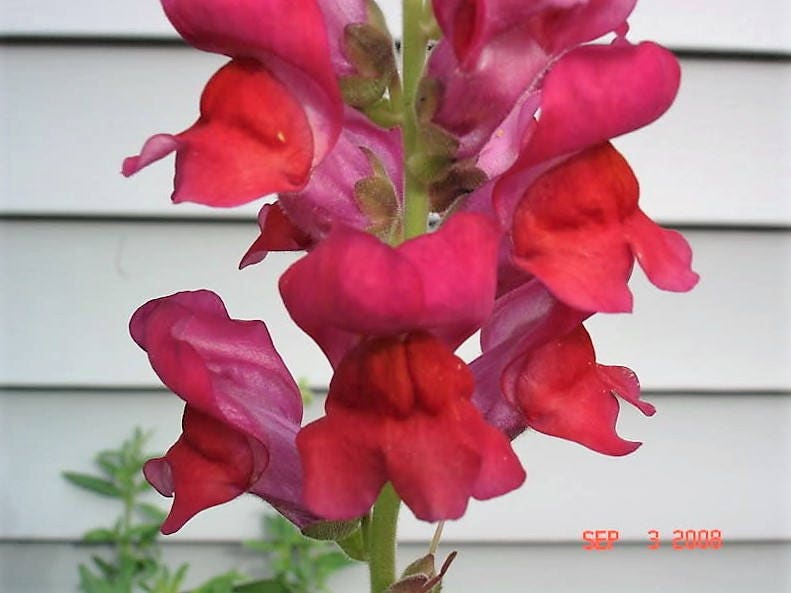 250 RUBY RED SNAPDRAGON Antirrhinum Majus Flower Seeds