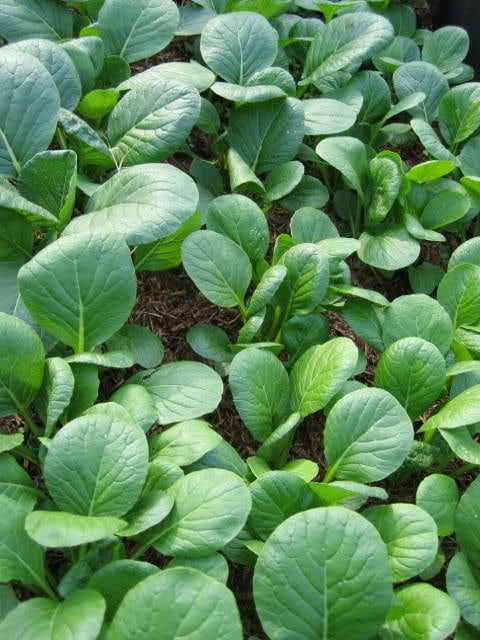 1500 SPINACH MUSTARD TENDERGREEN Komatsuna Greens Brassica Rapa Vegetable Seeds