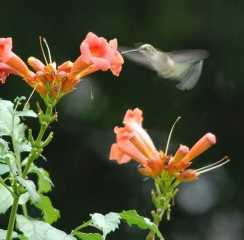 25 Orange HUMMINGBIRD TRUMPET CREEPER Campsis Radicans Vine Flower Seeds