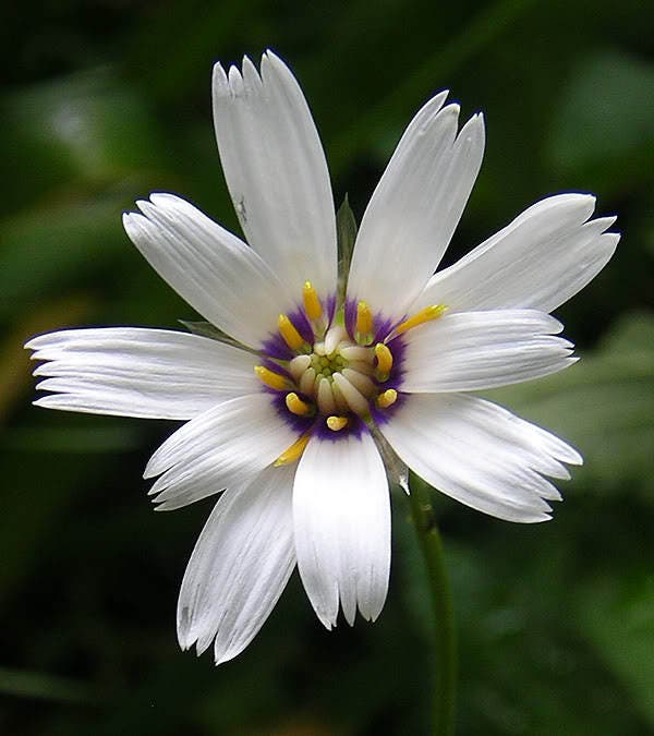 25 WHITE CUPID'S DART Love Plant Catananche Caerulea Flower Seeds