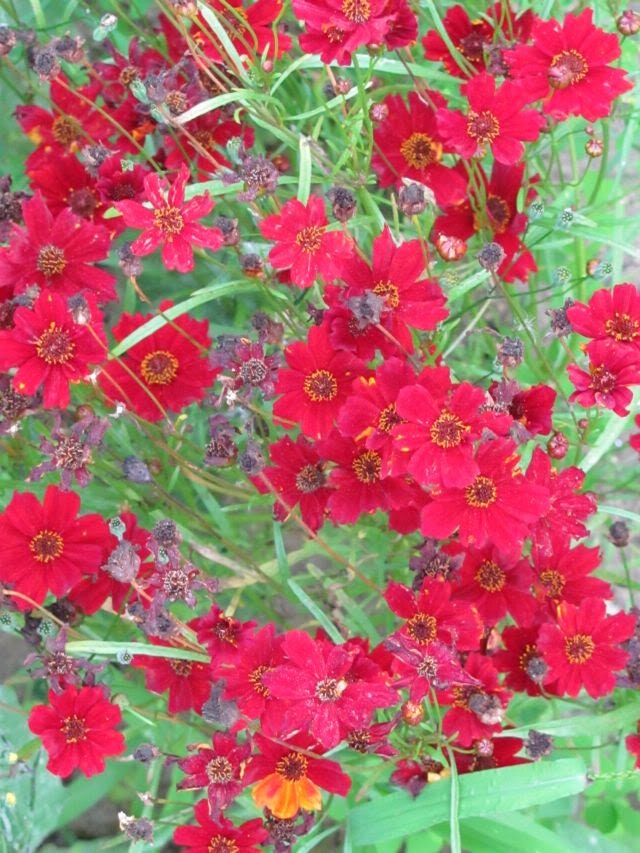 50 MAHOGANY MIDGET COREOPSIS Tinctoria Red Dwarf Flower Seeds