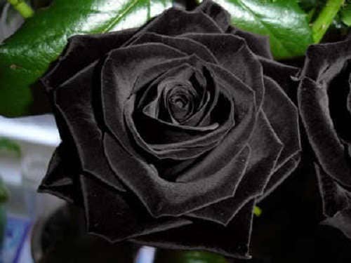 5 BLACK ROSE Rosa Bush Shrub Perennial Flower Seeds