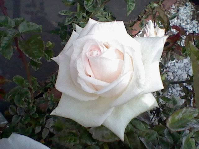5 WHITE ROSE Rosa Bush Shrub Perennial Flower Seeds
