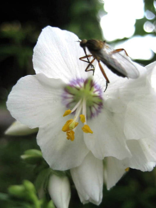 50 WHITE Polemonium Caeruleum JACOB'S LADDER Flower Seeds