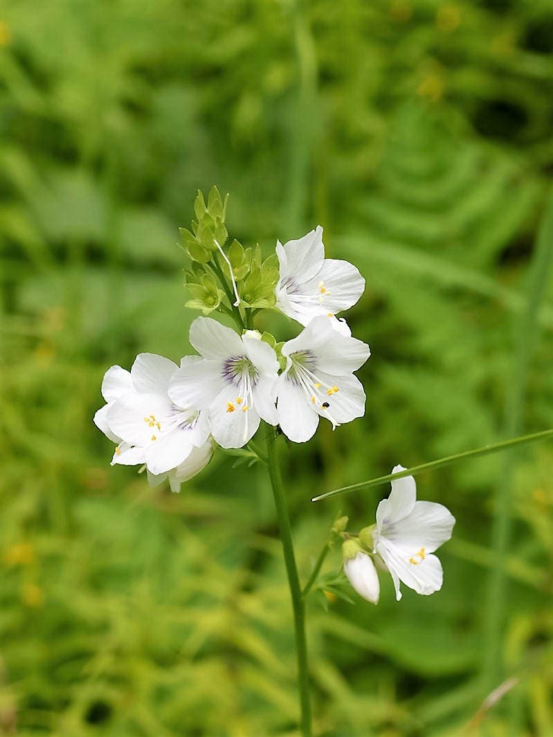 50 WHITE Polemonium Caeruleum JACOB'S LADDER Flower Seeds
