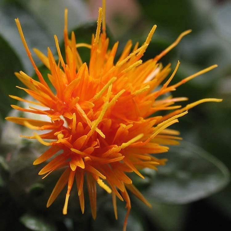 300 SAFFLOWER Saffron Carthamus Tinctorius Yellow Orange Flower Seeds