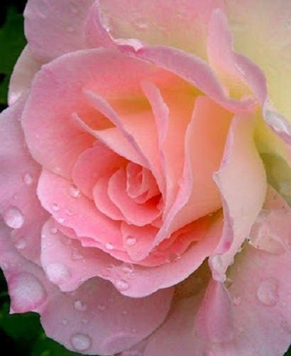 5 PINK ROSE Rosa Bush Shrub Perennial Flower Seeds