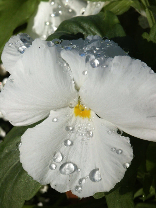 50 WHITE PANSY Clear Crystals Violet Viola Wittrockiana Flower Seeds