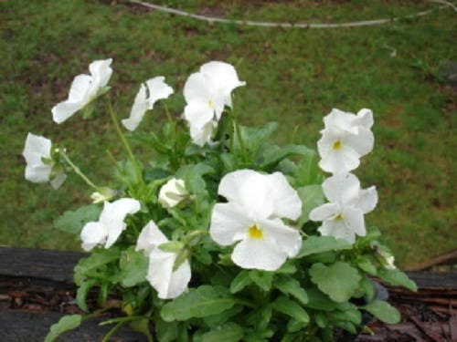 50 WHITE PANSY Clear Crystals Violet Viola Wittrockiana Flower Seeds