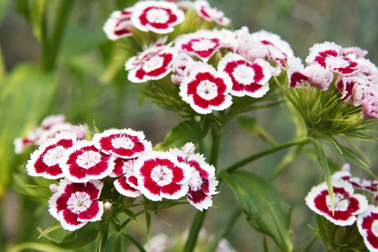 50 HOLBORN GLORY DIANTHUS Barbatus Red & White Sweet William Flower Seeds
