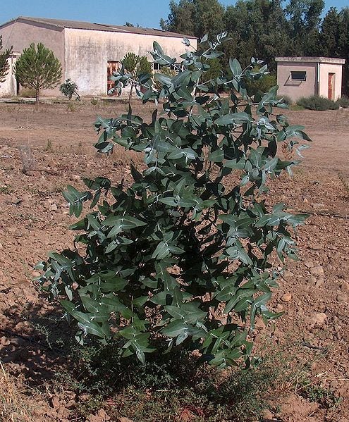 25 TASMANIAN Blue Gum TREE / EUCALYPTUS Globulus Flower Seeds