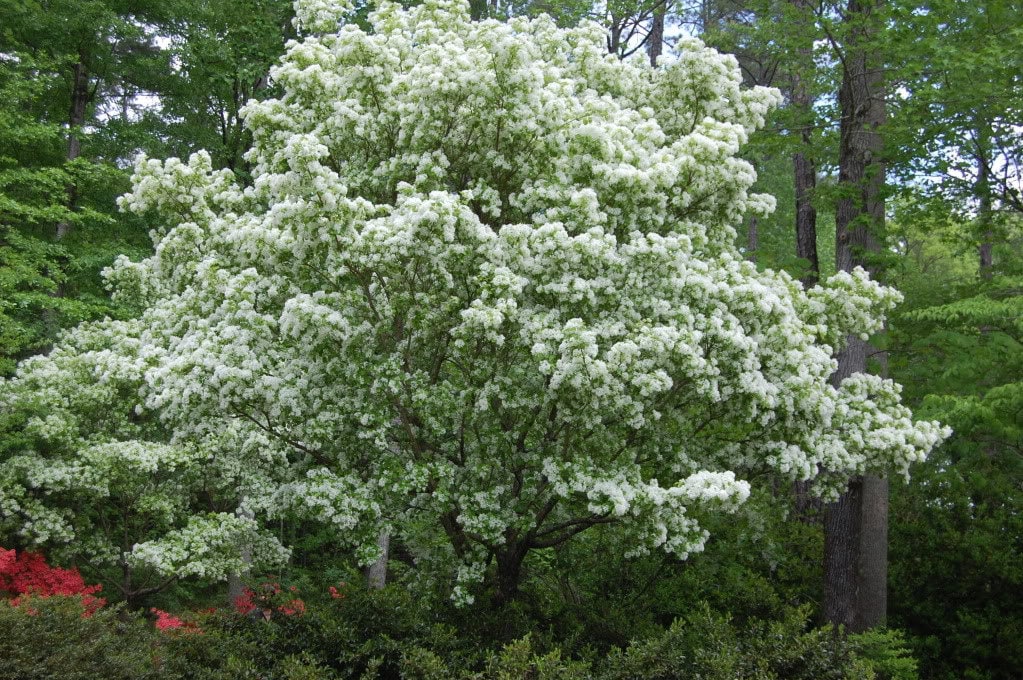3 FRINGE TREE Chionanthus Virginicus Old Man's Beard White Flower Seeds