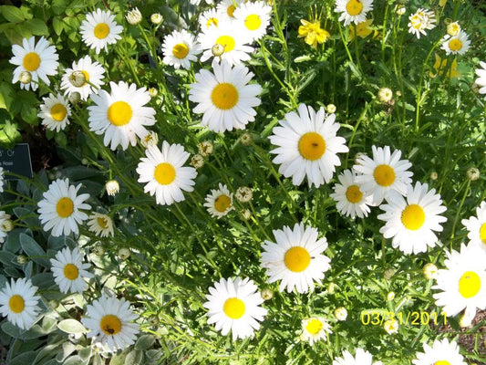 2000 OX EYE DAISY Marguerite Chrysanthemum Leucanthemum White Flower Seeds