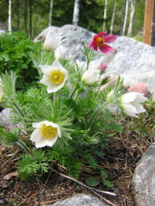 25 WHITE ANEMONE Pulsatilla Vulgaris PASQUE flower Seeds
