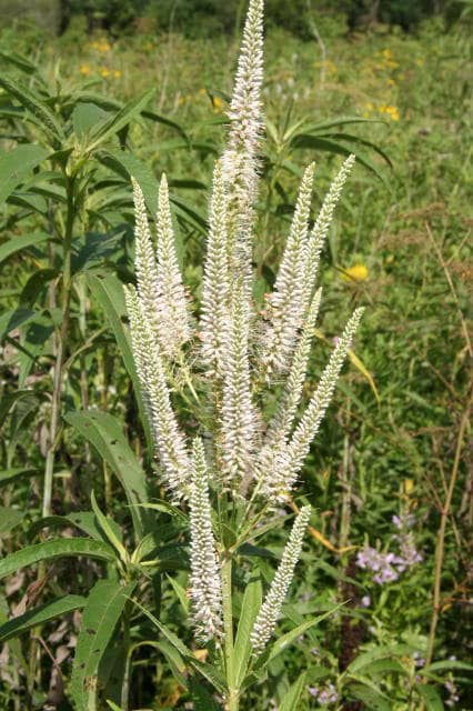 1000 CULVERS ROOT (Black Root) Veronicastrum Virginicum Flower Seeds