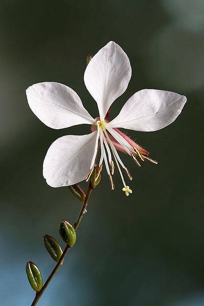 100 White GAURA WHIRLING BUTTERFLIES Gaura Lindheimeri Flower Seeds