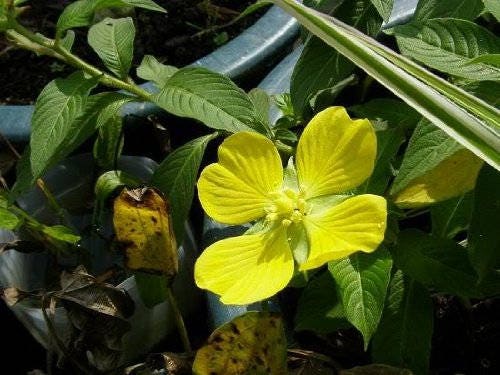1000 Yellow SEEDBOX (Bushy Water Primrose / Rattlebox / False Loosestrife) Ludwigia Alternifolia Flower Seeds