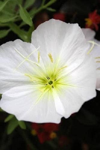 250 WHITE Pale EVENING PRIMROSE (White Buttercup / Sundrops) Oenothera Pallida Flower Seeds