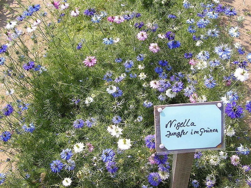 400 Blue & White LOVE IN A MIST Nigella Damascena Fennel Flower Seeds