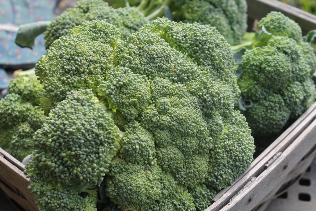 1000 CALABRESE BROCCOLI ITALIAN Green Sprouting Vegetable Brassica Seeds