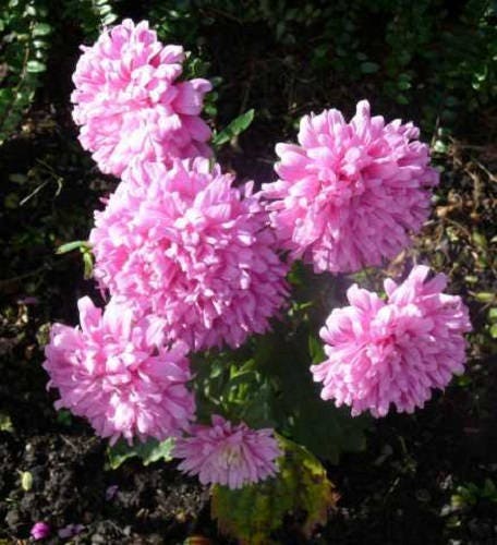 30 Duchess CORAL PAEONY ASTER French Peony Callistephus Flower Seeds