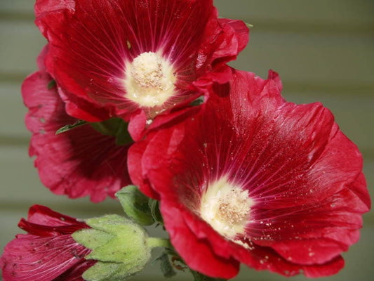 25 MAROON RED HOLLYHOCK Alcea Rosea Flower Seeds Perennial