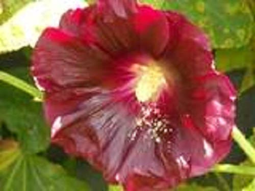 25 MAROON RED HOLLYHOCK Alcea Rosea Flower Seeds Perennial