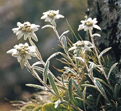 50 EDELWEISS Leontopodium Alpinum White Flower Seeds