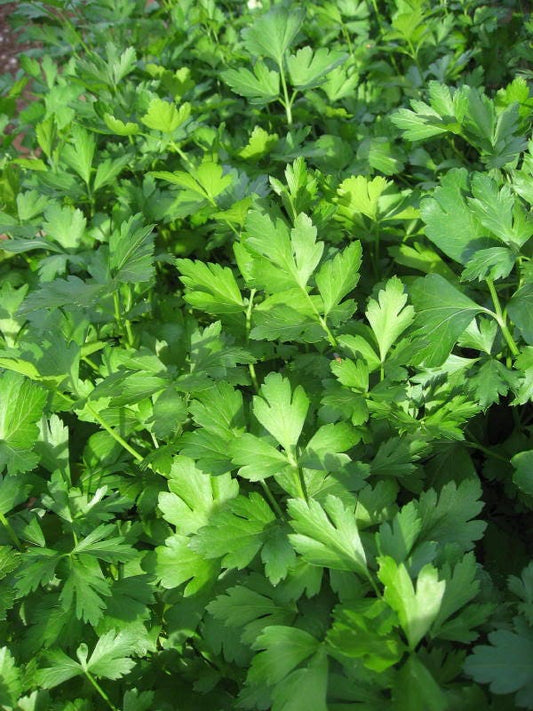 1000 GIANT ITALIAN Flat Leaf PARSLEY Petroselinum Crispum Neapolitanum Herb Vegetable Flower Seeds