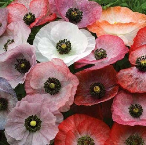 100 MOTHER Of PEARL POPPY Mix Papaver Rhoeas Flower Seeds Mixed Colors