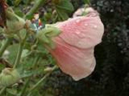 25 PEACH HOLLYHOCK Alcea Rosea Flower Seeds Perennial