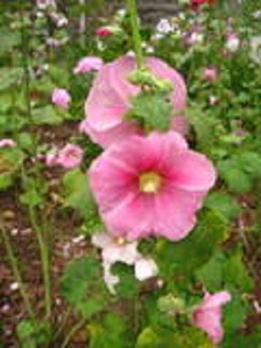 25 PALE PINK HOLLYHOCK Light Alcea Rosea Flower Seeds Perennial