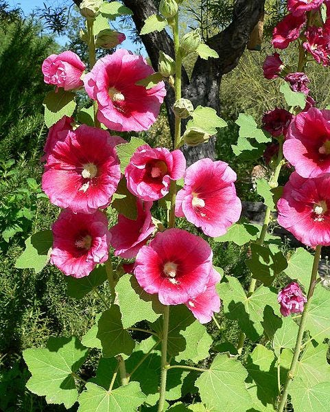 25 BRIGHT PINK HOLLYHOCK Alcea Rosea Flower Seeds Perennial