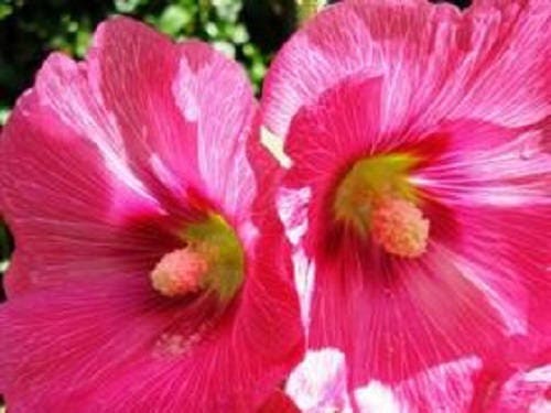 25 BRIGHT PINK HOLLYHOCK Alcea Rosea Flower Seeds Perennial