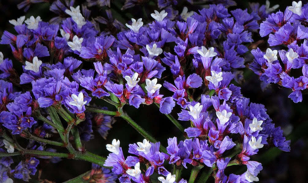 50 Purple STATICE / SEA LAVENDER Limonium Sinuatum Flower Seeds
